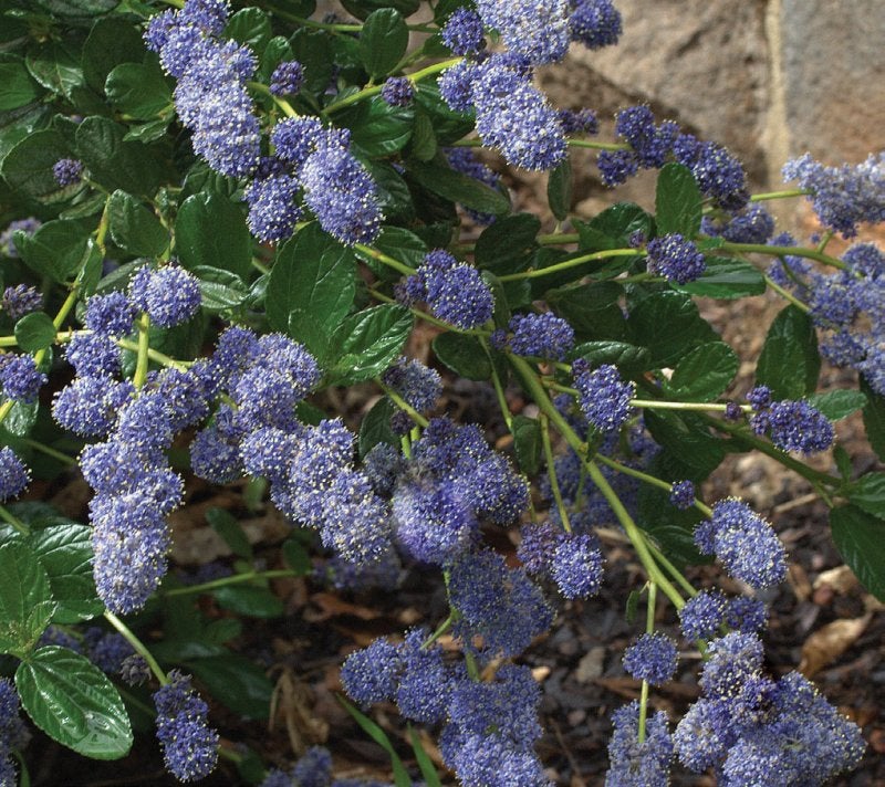 Ceanothus 'Yankee Point' - Pianta In Vaso Sempreverde, Arbusto Di Lill&agrave; Della California Resistente