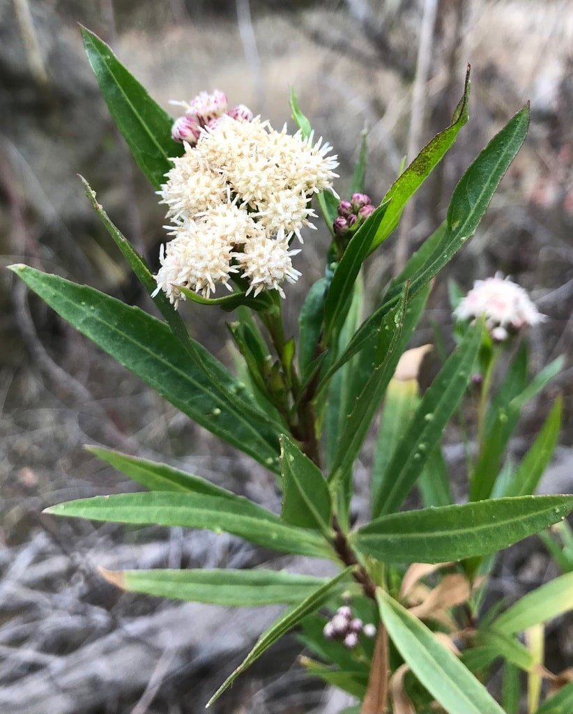 Baccharis Salicifolia